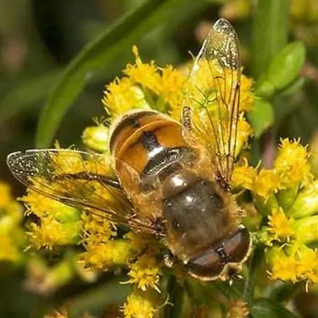 thumbnail for publication: Drone Fly, Rat-Tailed Maggot Eristalis tenax (Linnaeus) (Insecta: Diptera: Syrphidae)